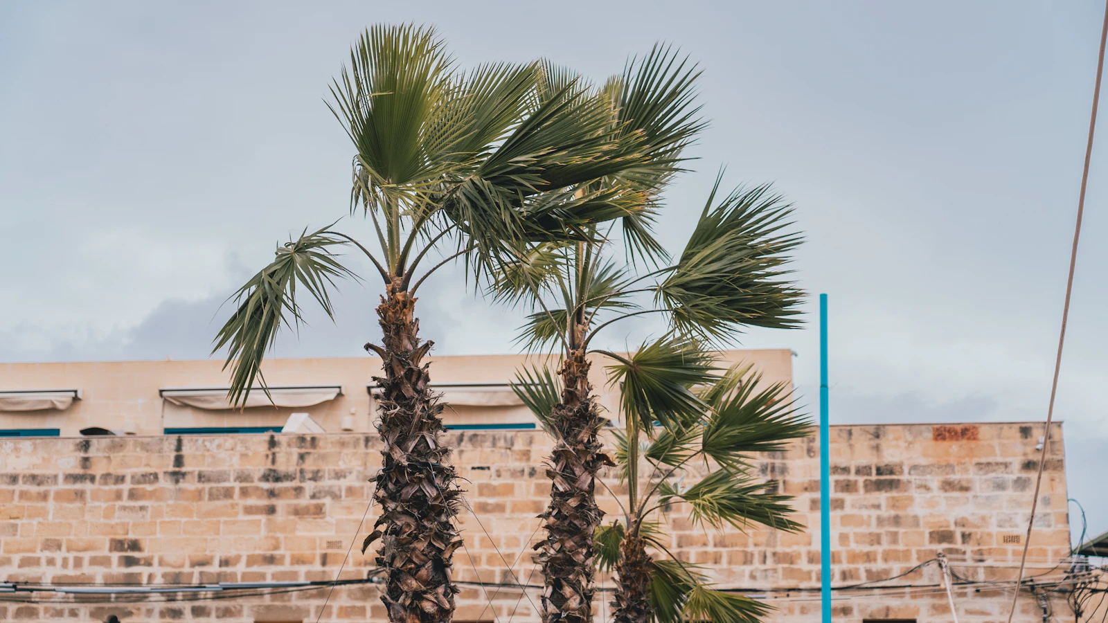 Palm fronds bending in the wind beside a low-rise building