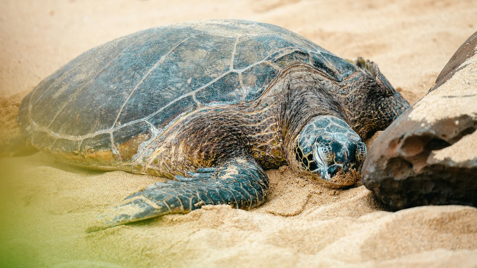 A sea turtle resting on sand beside a rock